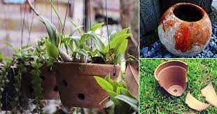 6 ways clay pots for plants are best
