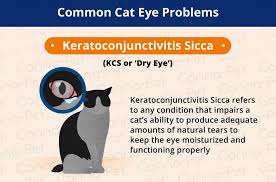cat eye infection recognize the signs