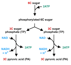 Glycolysis S Cool The Revision Website