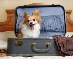 Be respectful of other guests tip for traveling with pet in a hotel