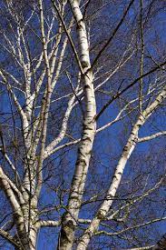 HD wallpaper: birch, winter, kahl ...