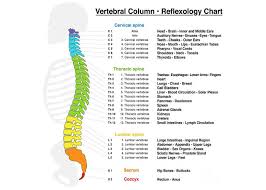 Vertebral Column Reflexology Chart Greeting Card