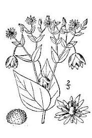 Plants Profile for Myosoton aquaticum (giantchickweed)
