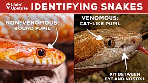 how to identify snakes in sc nc ga