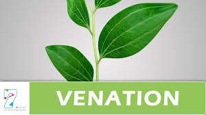 venation of leaf you