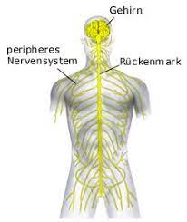 Der doccheck podcast) vegitatives nervensystem vegetatives nervensystem klicke hier, um einen neuen artikel im doccheck flexikon anzulegen. Nervensystem Gesundheit De