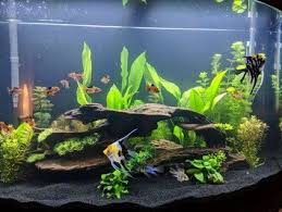 modern fish tank ideas for home