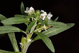 Lobularia libyca (Viv.) Meisn. | Plants of the World Online | Kew ...