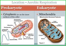 Blood flowing through the muscles removes the lactic acid. Which Organelle Carries Out The Most Cellular Respiration Quora