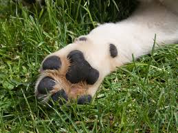 why dog s paws pads sometimes smell