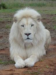 less than 300 white lions left in the