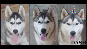 Dash Siberian Husky Puppy To Adult Time Lapse 9 Weeks 1 Year Old
