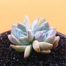 Succulent Plants Picture And Hd Photos