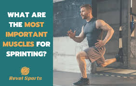 most important muscles for sprinting