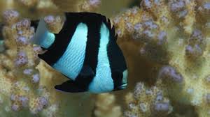 The striped damsel is white and adorned with three black bars. 3 Stripe Damsel Damsels Saltwater Fish