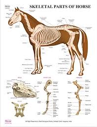 Dbios Educational Digital Printed Skeletal Parts Of Horse Anatomy Wall Charts