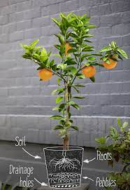 complete guide to growing citrus trees