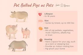Keeping Pot Bellied Pigs As Pets