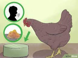 How do you potty train a chicken? 4 Ways To Train Chickens Wikihow