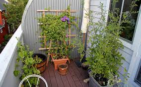 Tips For Starting A Container Garden