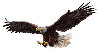 bald eagle flying images browse 69