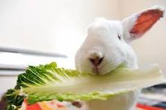 what-vegetables-can-rabbits-eat