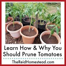 how and why you should prune tomato plants
