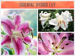 types of lilies a visual guide ftd com