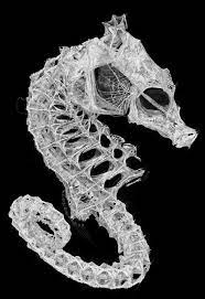 Морской Конек Скелет Биология - Бесплатное фото на Pixabay - Pixabay