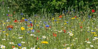 How To Establish A Wildflower Meadow