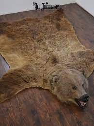 xl grizzly bear taxidermy rug