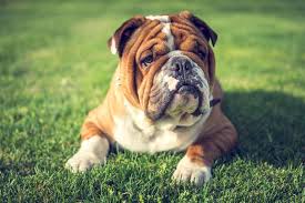 Bulldog health problems can be detected during annual exams. Bulldogs Face Health Problems From Reckless Breeding