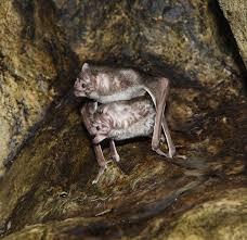 Bats are wild animals and should therefore not be kept as pets. Animal Sex How Bats Do It Live Science