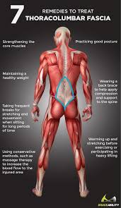 The extrinsic back muscles are also referred to as secondary back muscles. How To Remedy Thoracolumbar Fascia Back Spine Pain