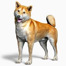 ɕiba inɯ) is a breed of hunting dog from japan. Shiba Inu 3d Modell Turbosquid 1448015