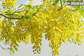 Vishu laburnum kultainen suihku kerala konna kulta suihku puu kanikkonna. Vishu Festival Of Abundance Vishukkaineettam Kerala