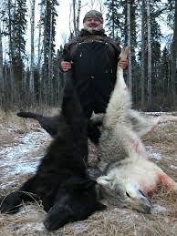 The largest males stand roughly 76 cm (30 inches) tall at the shoulder and can weigh up to 65 kg (143 pounds). Interlake Safaris Alberta Wolf Hunts