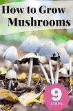 can-you-grow-mushroom-in-soil