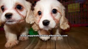 They seldom meet a stranger and love. Cavachon Puppies For Sale Georgia Atlanta At Lawrenceville Puppies For Sale Local Breeders