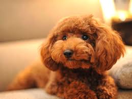 12 amazing toy poodle facts uk pets