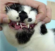 cat observe malocclusion of the mouth