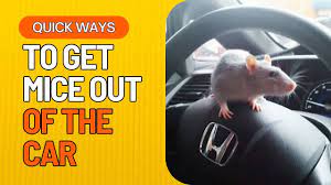 best way to get mice out of car quick