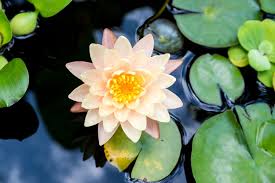 water lilies and