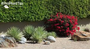 Xeriscaping Drought Tolerant Landscapes