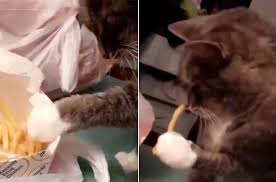 Their reputation for being aloof and independent isn't always the case, nor is it their tried and true character. Cat Steals French Fries In This Viral Video