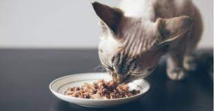 what do maine cats eat az s