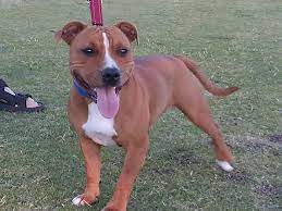 Find local puppies staffies in dogs and puppies for sale and rehoming in the uk and ireland. Red Staffordshire Bull Terrier Home Facebook