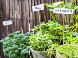 Culinary Herb Gardens How To Create