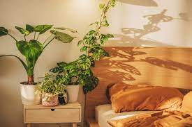 10 best plants for your bedroom