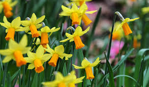 growing daffodils when to plant
